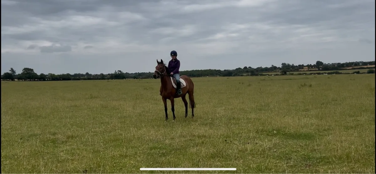 Riding horse - Image 1