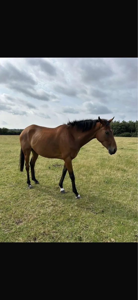 Riding horse - Image 2