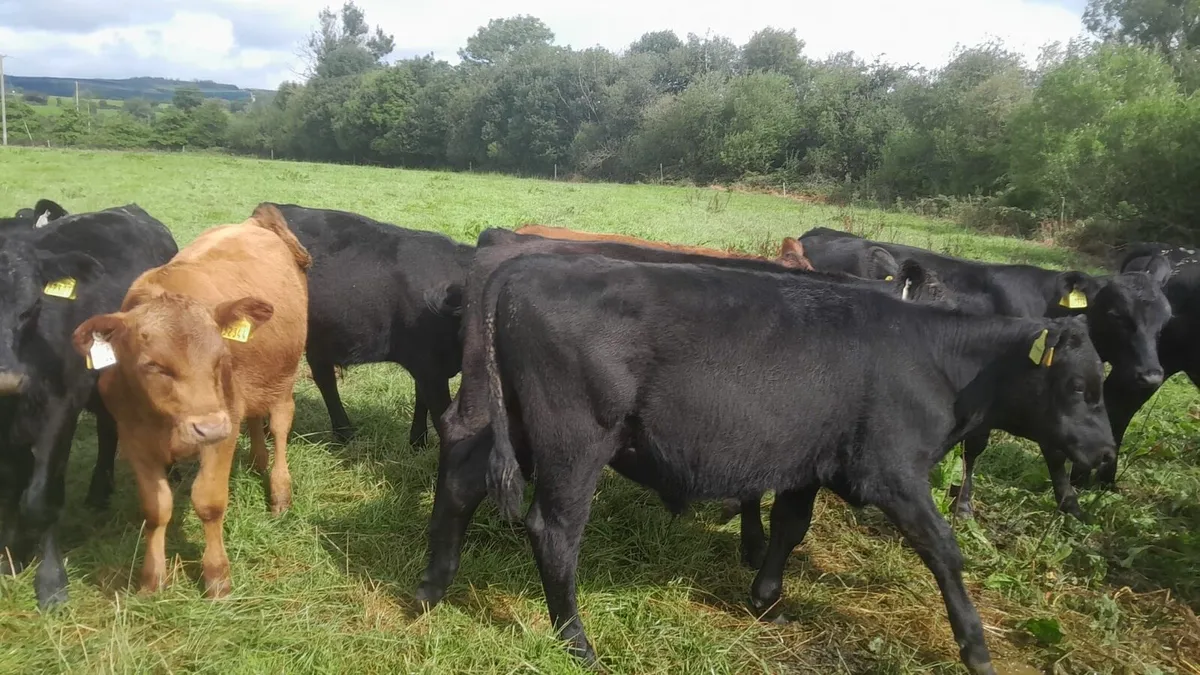 Aa Weanling bulls - Image 1