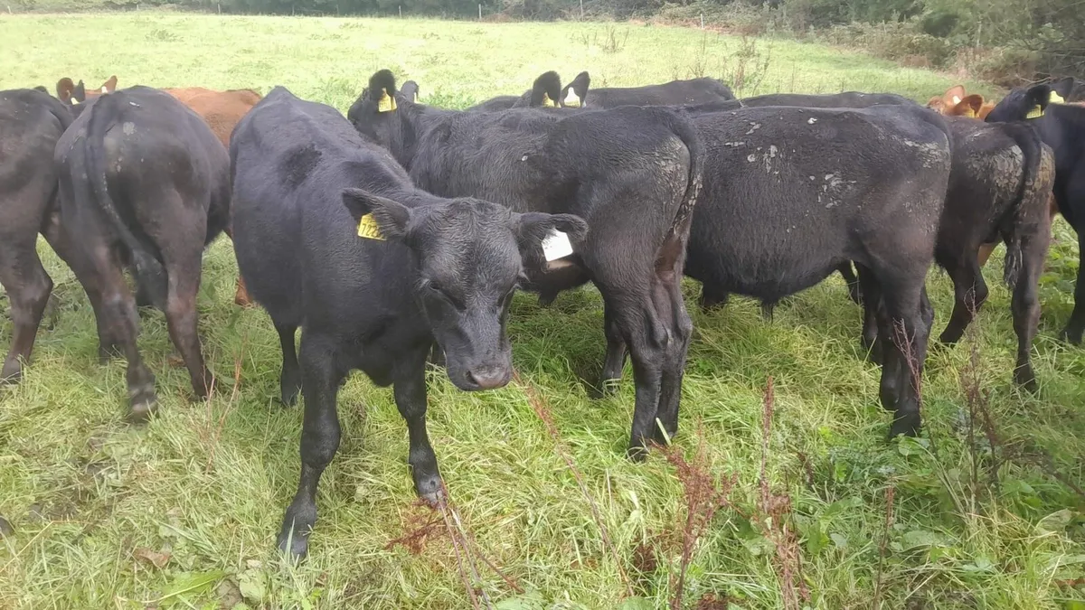 Aa Weanling bulls - Image 2