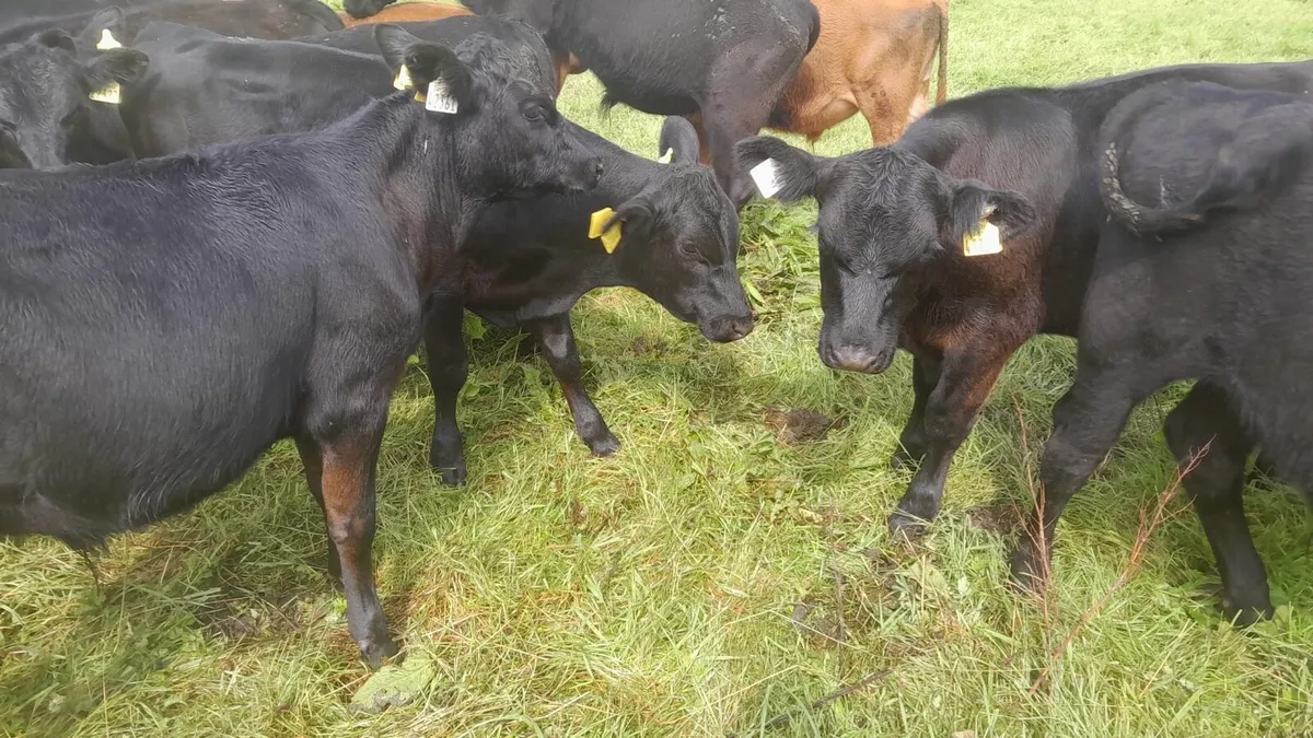 Aa Weanling bulls - Image 3