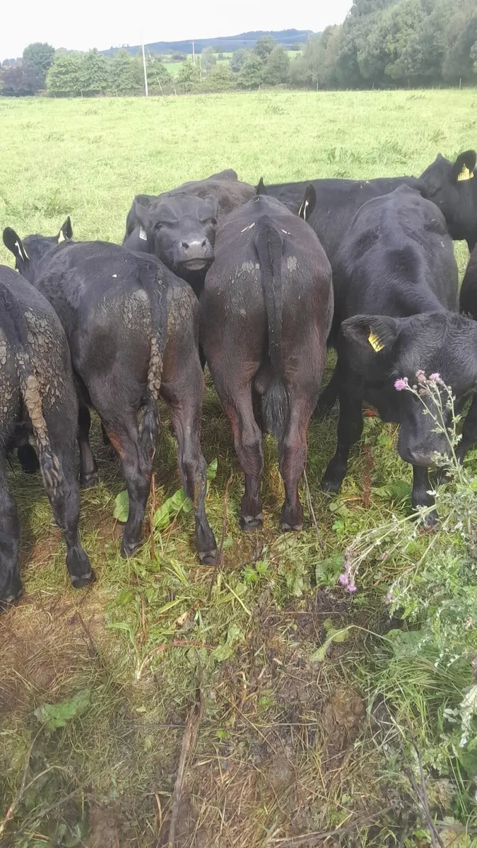 Aa Weanling bulls - Image 4