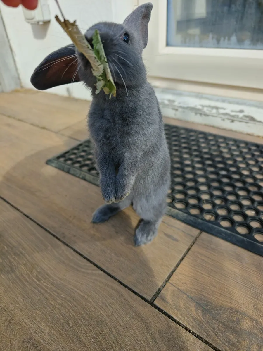 Adorable Baby Bunny For Sale - Image 4
