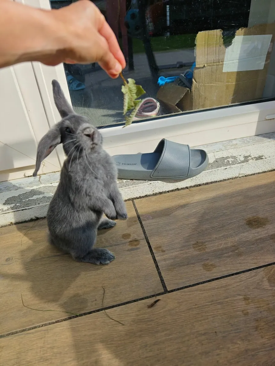 Adorable Baby Bunny For Sale - Image 2