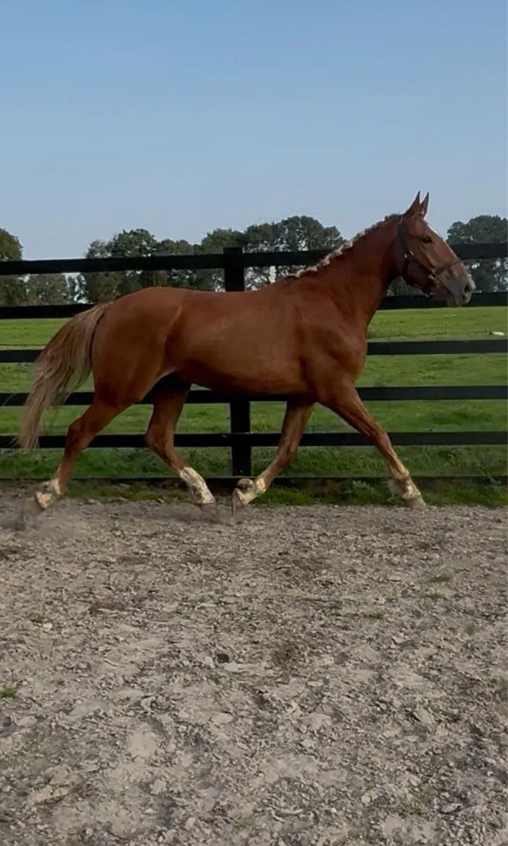 3 year old RID gelding - Image 2