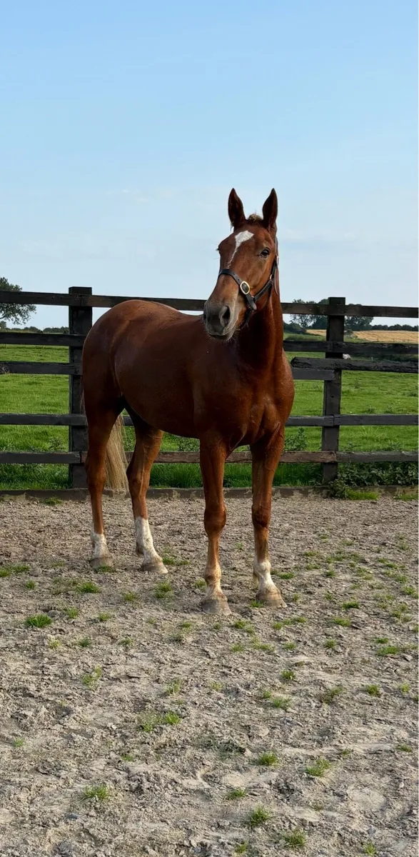 3 year old RID gelding - Image 3