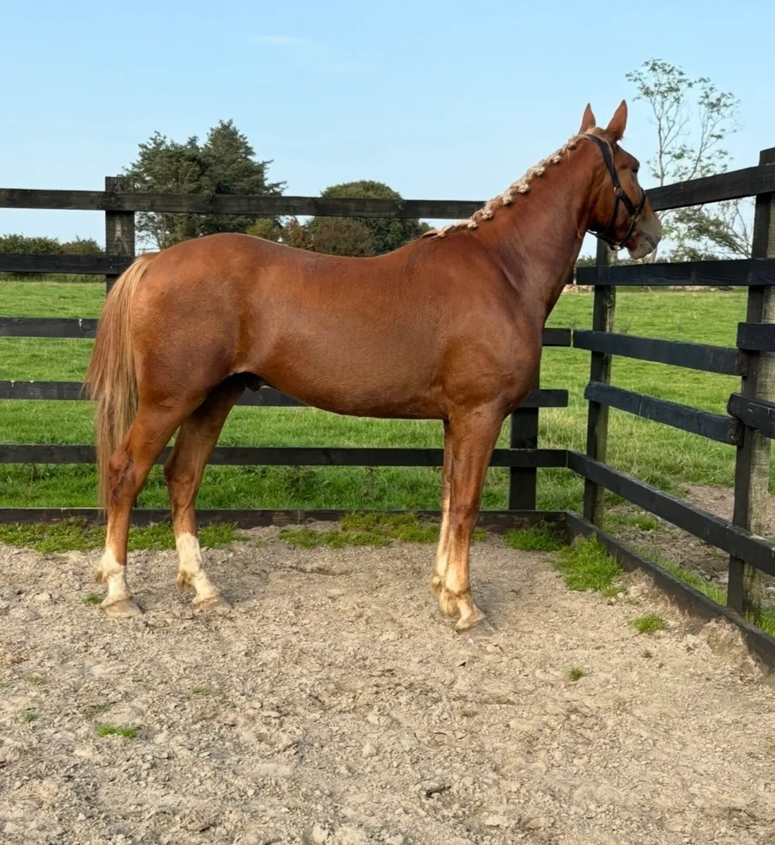 3 year old RID gelding - Image 4