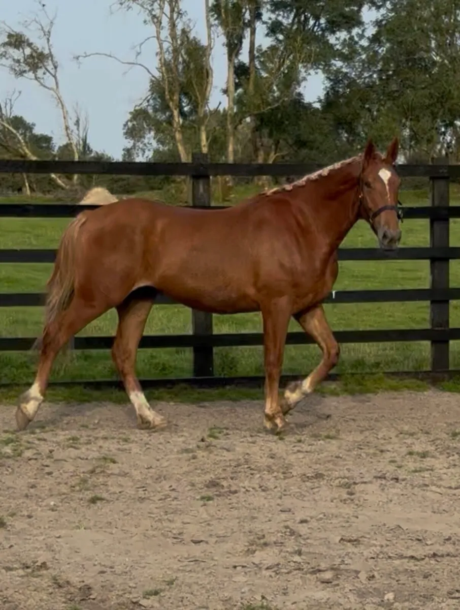 3 year old RID gelding - Image 1