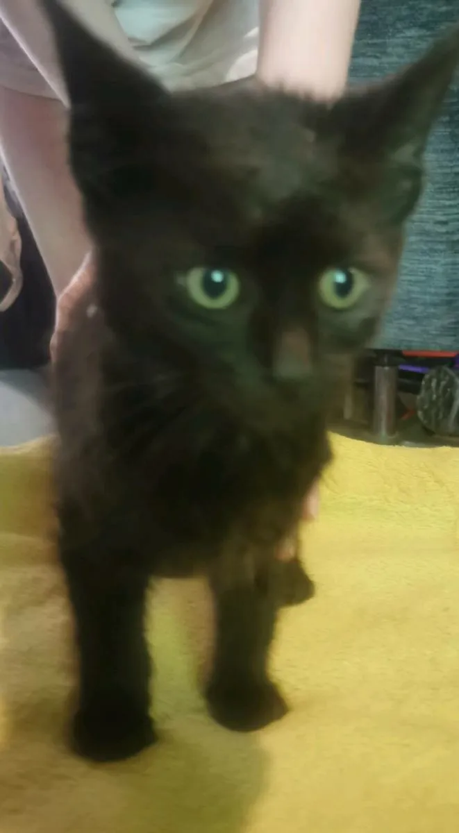 Kittens, free to good home - Image 1