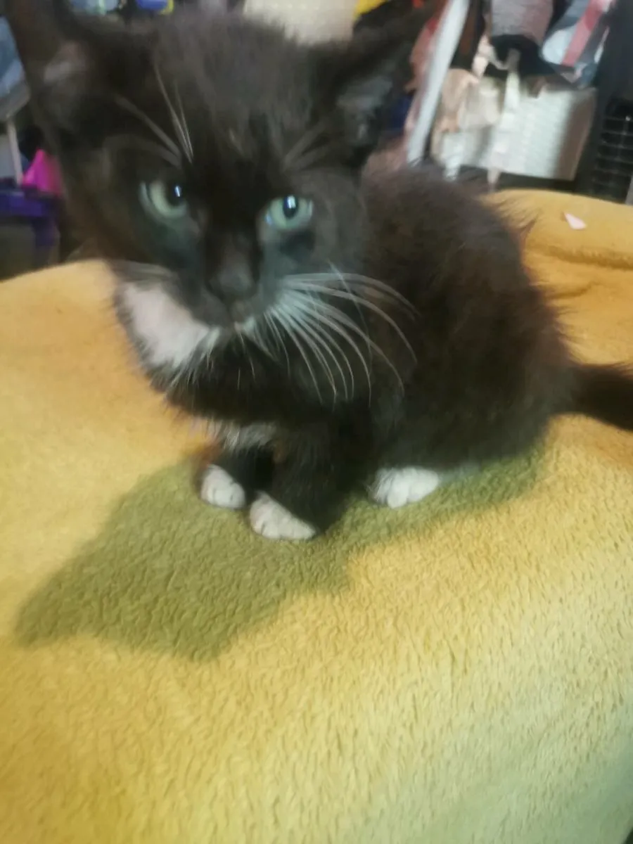 Kittens, free to good home - Image 2