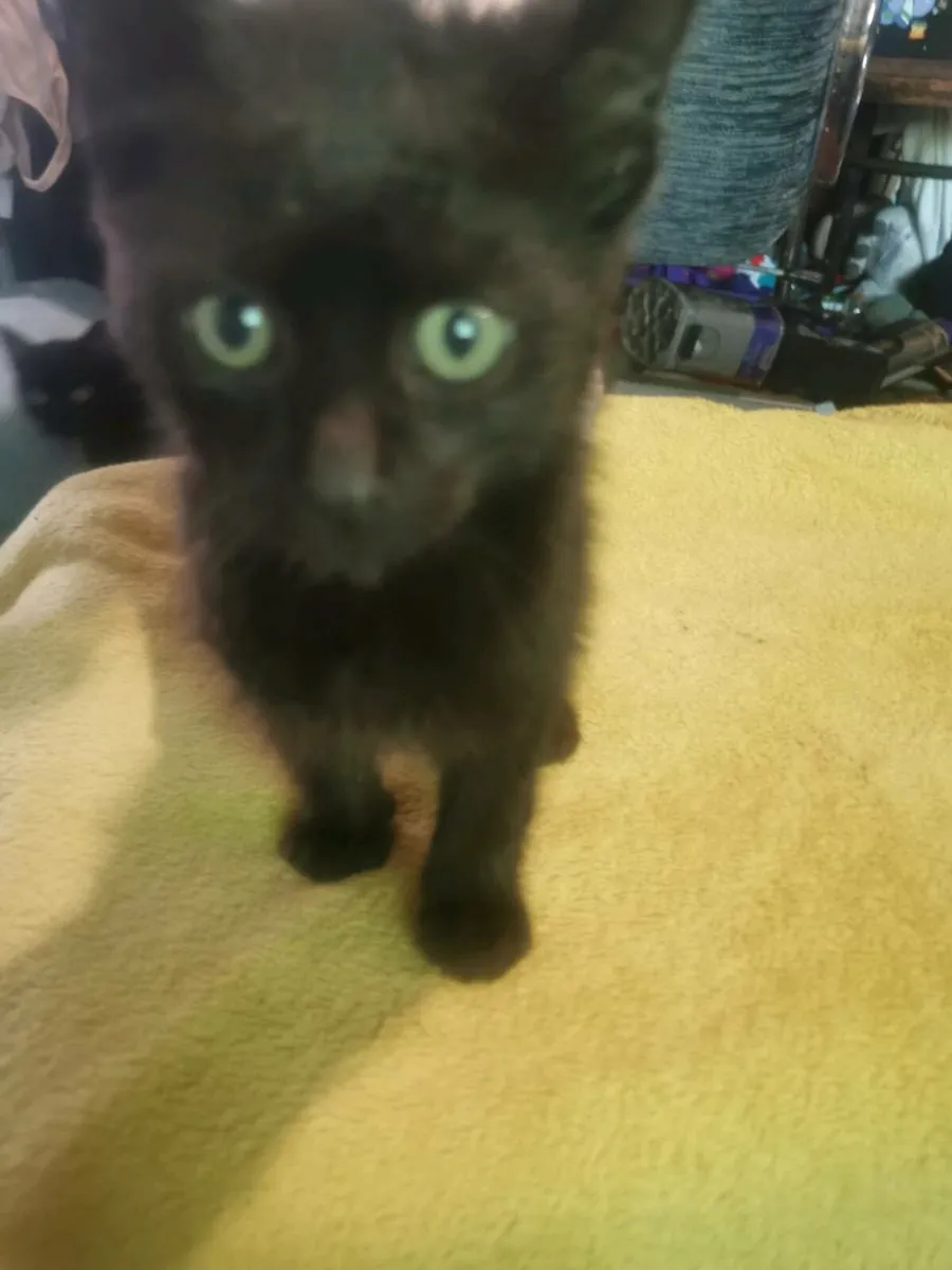 Kittens, free to good home - Image 3