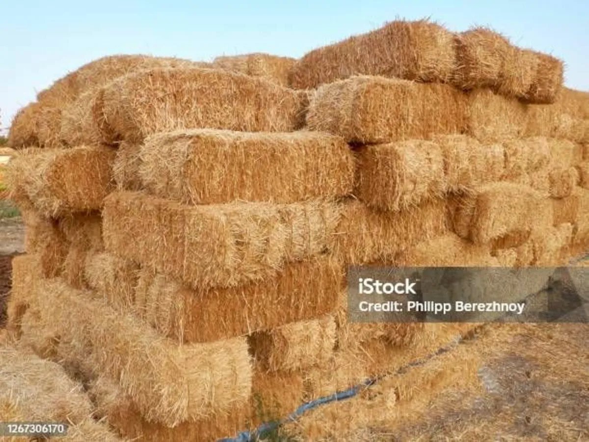 Good Quality Straw for Sale - Image 2