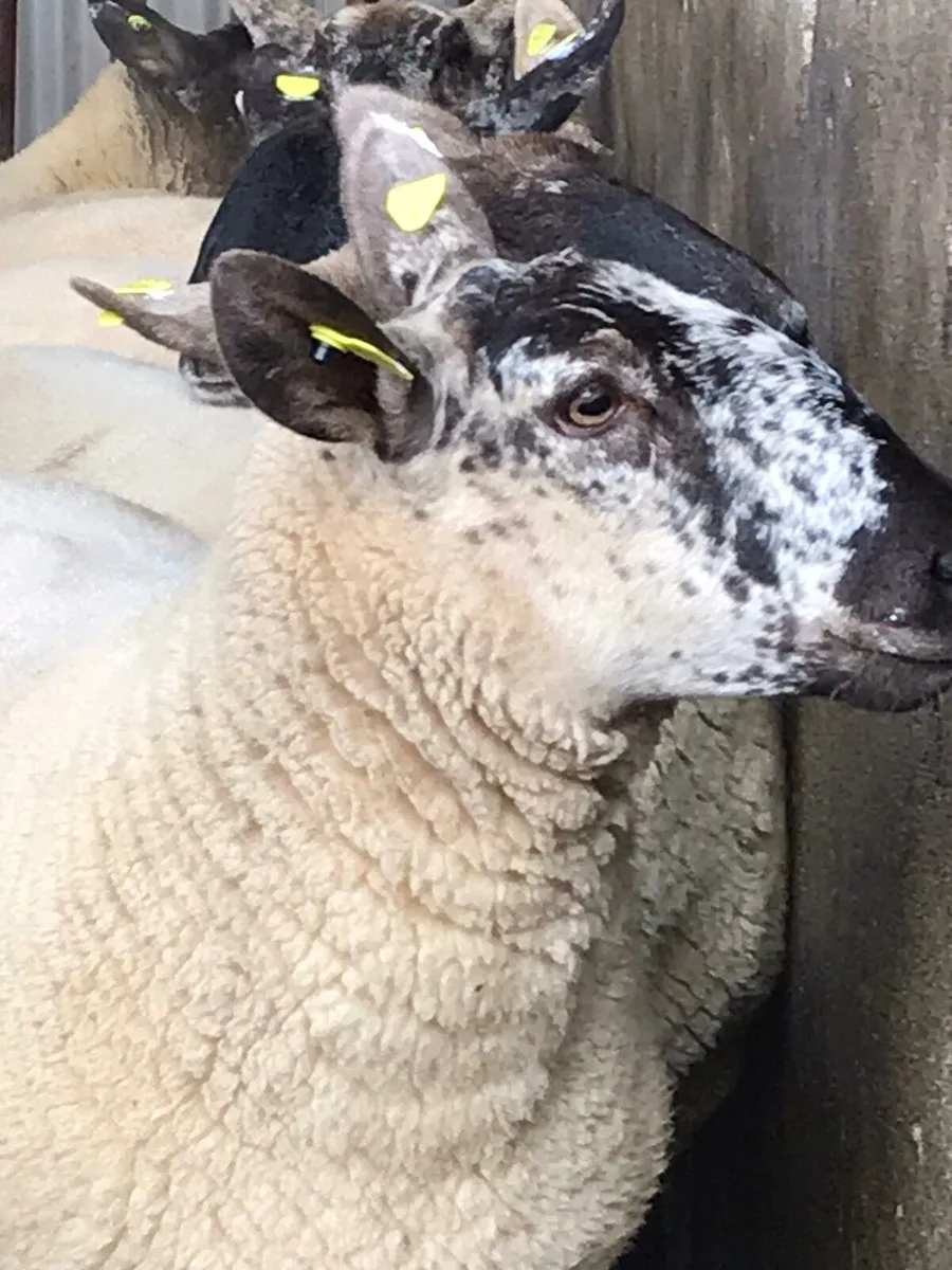 Borris Ewe - Image 1