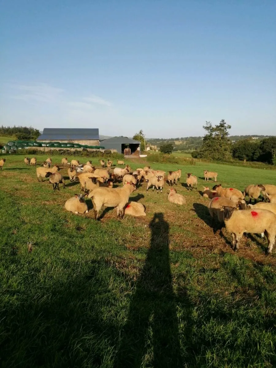Borris Ewe - Image 3