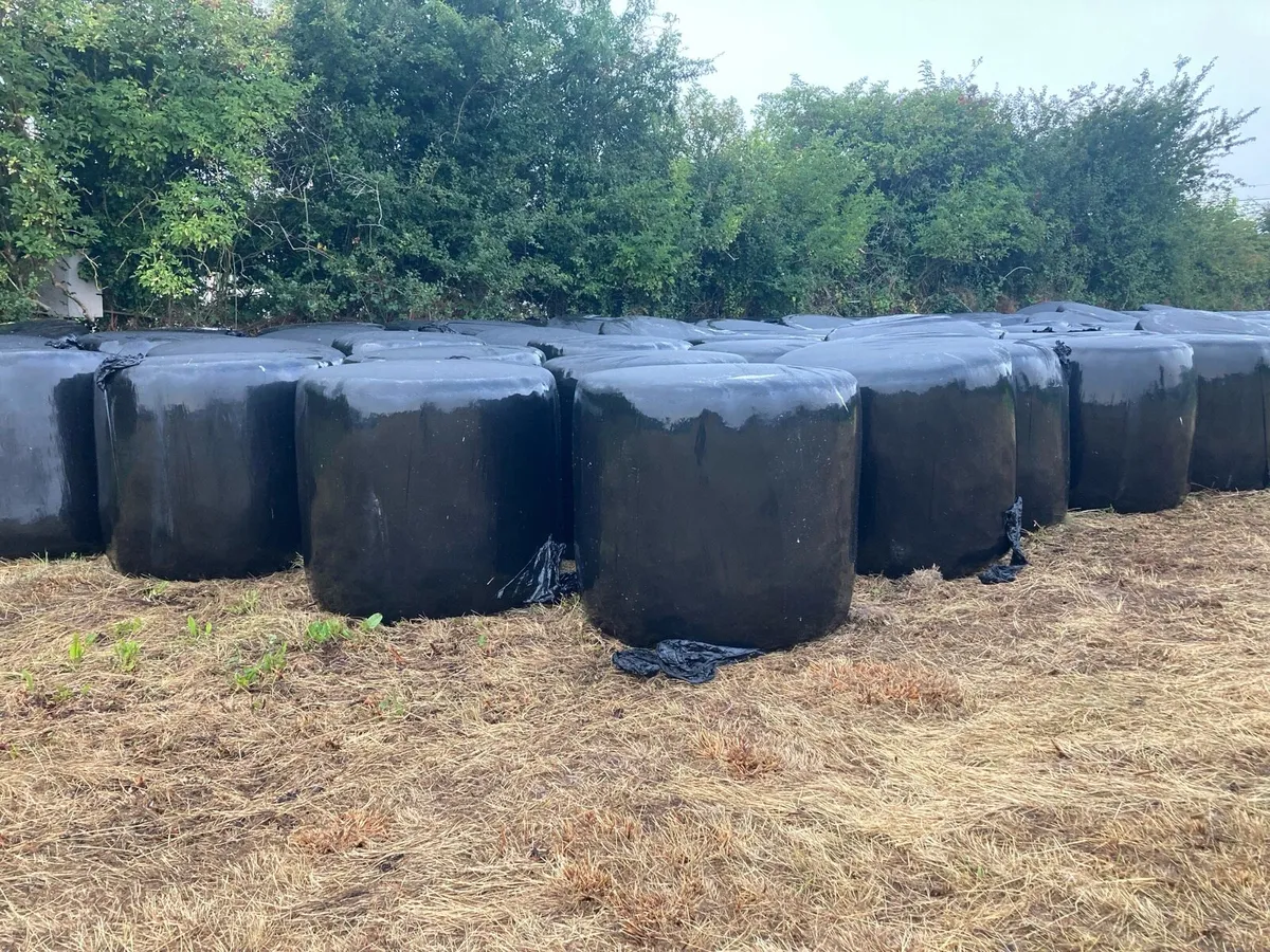 Top Quality Haylage - Image 2