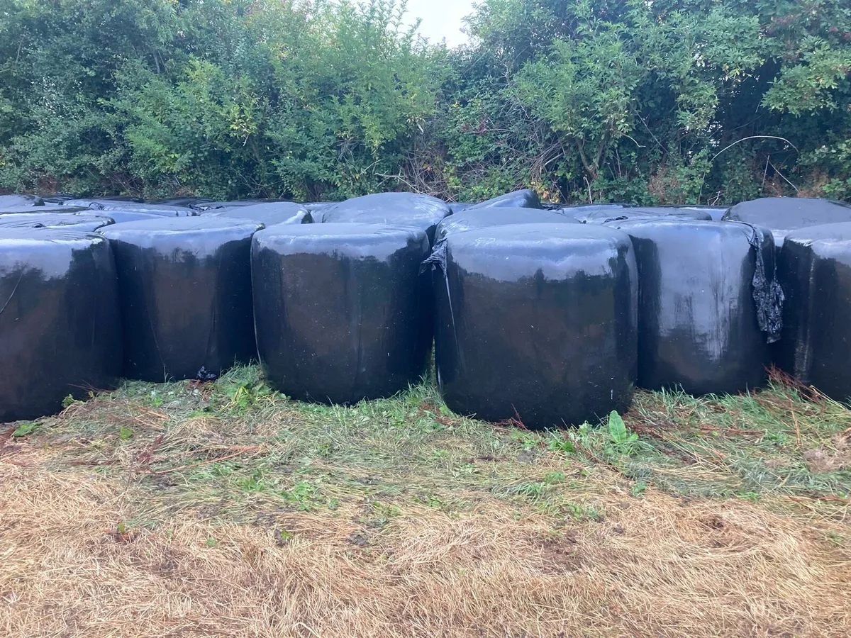 Top Quality Haylage - Image 3