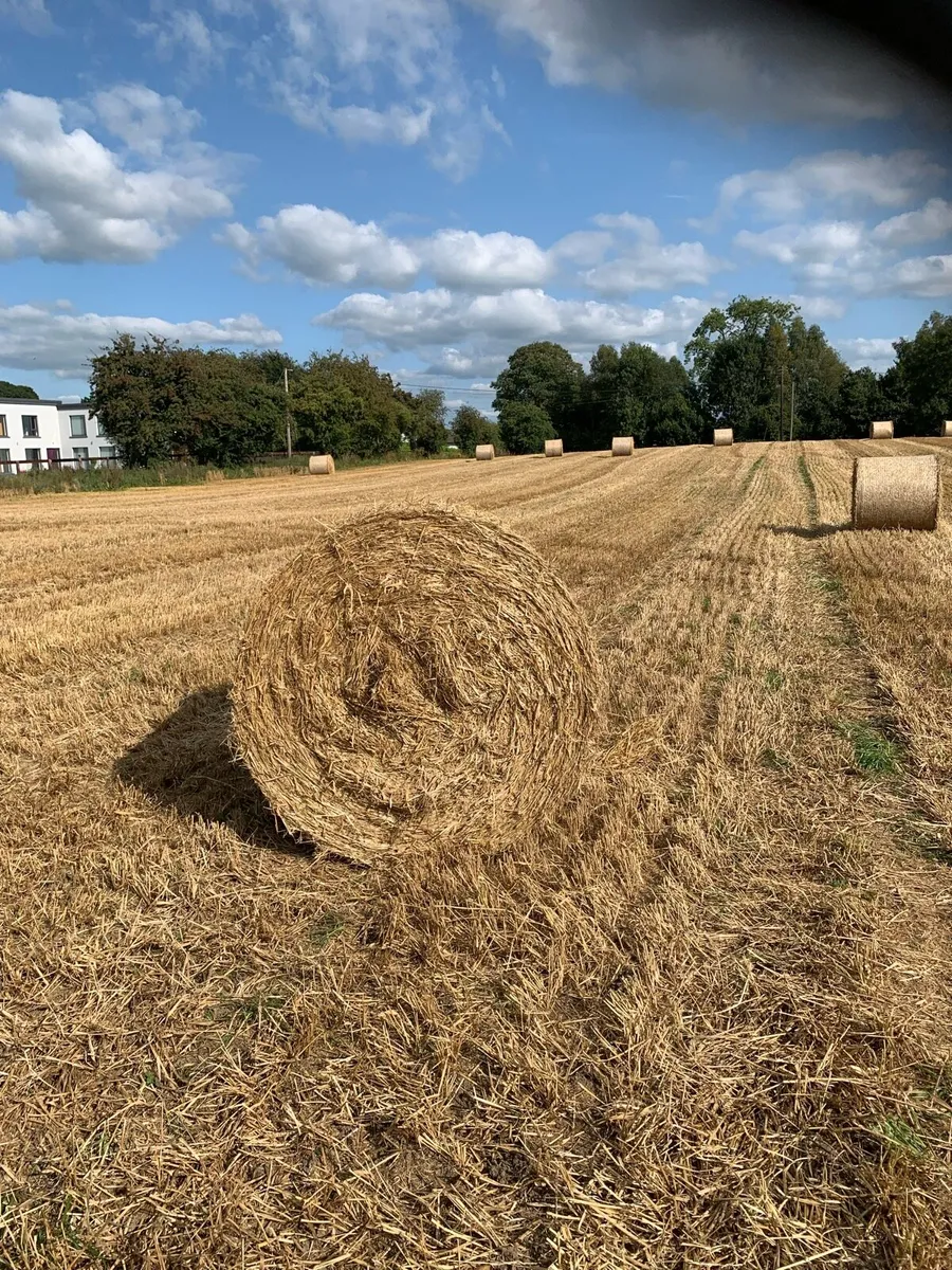 Round bales of straw - Image 1