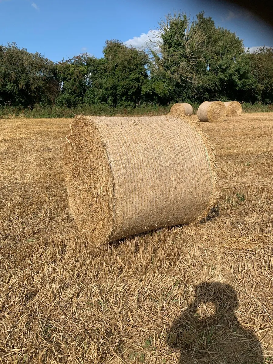 Round bales of straw - Image 2