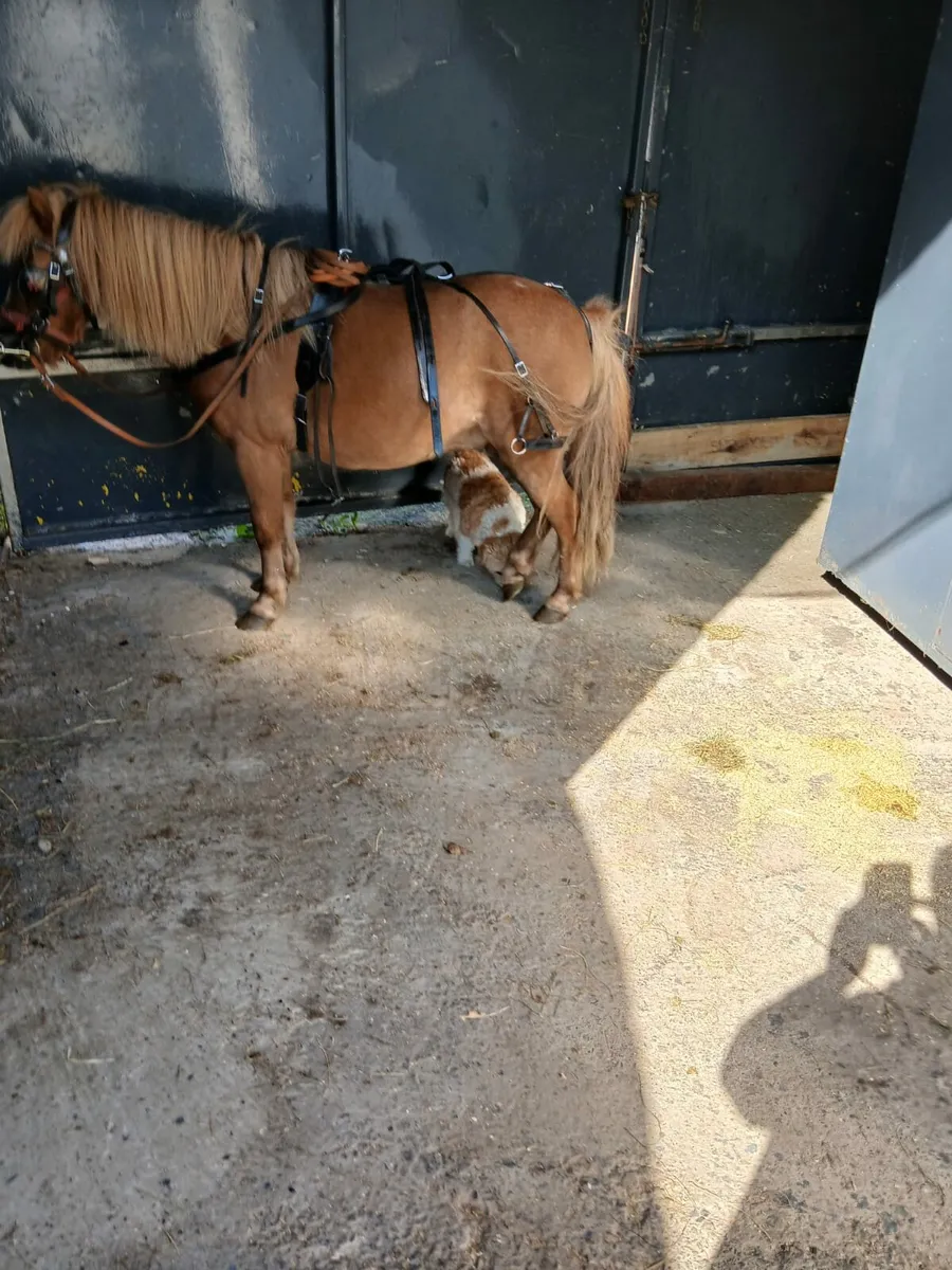 Pony, cart, harness, saddle and bridal for sale - Image 1