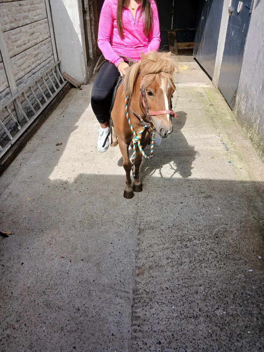Pony, cart, harness, saddle and bridal for sale - Image 2