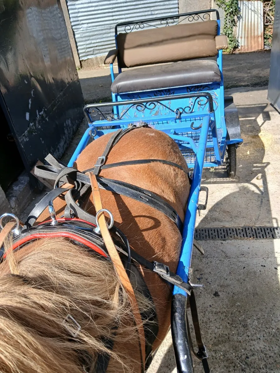 Pony, cart, harness, saddle and bridal for sale - Image 3