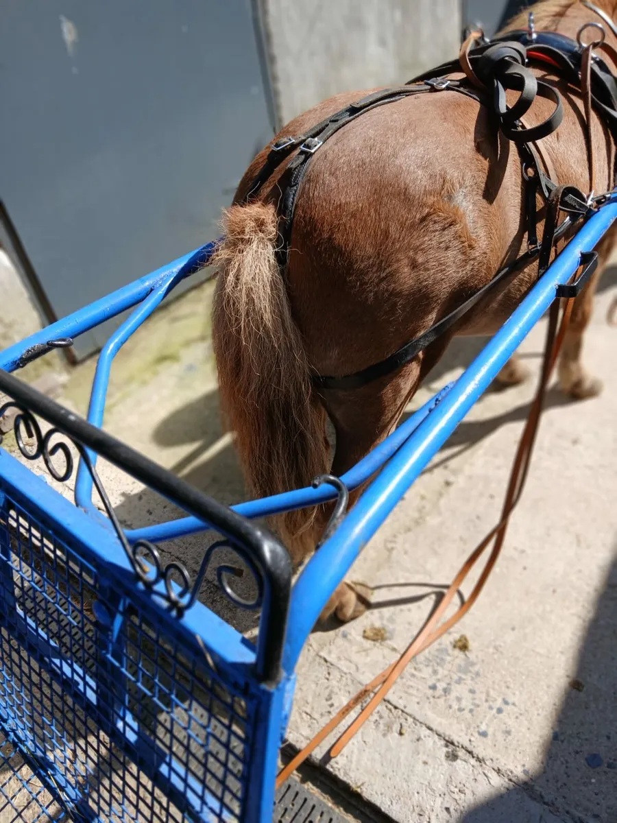 Pony, cart, harness, saddle and bridal for sale - Image 4