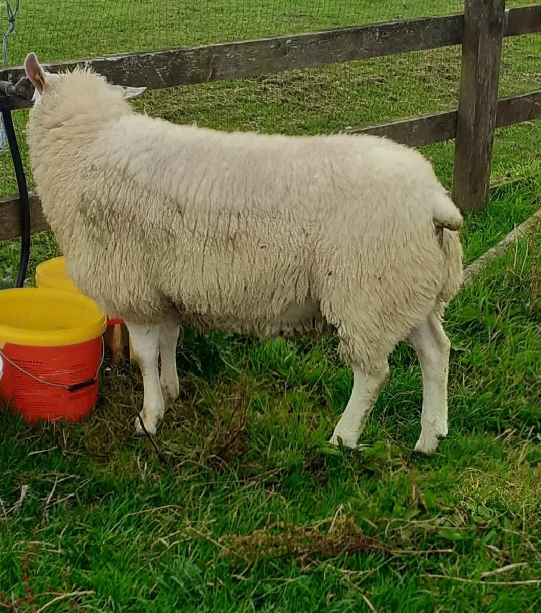 Pbr belclare ram lamb - Image 2