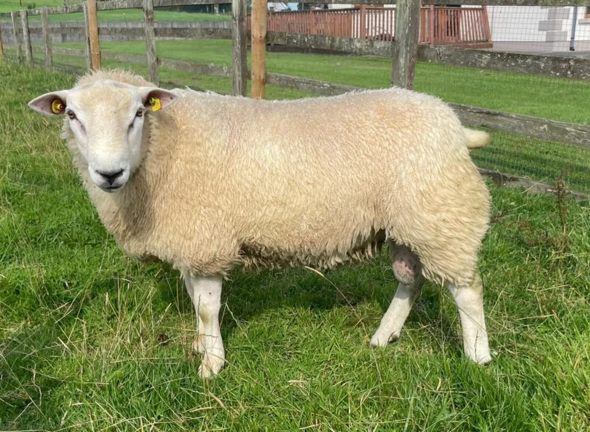 Pbr belclare ram lamb - Image 1