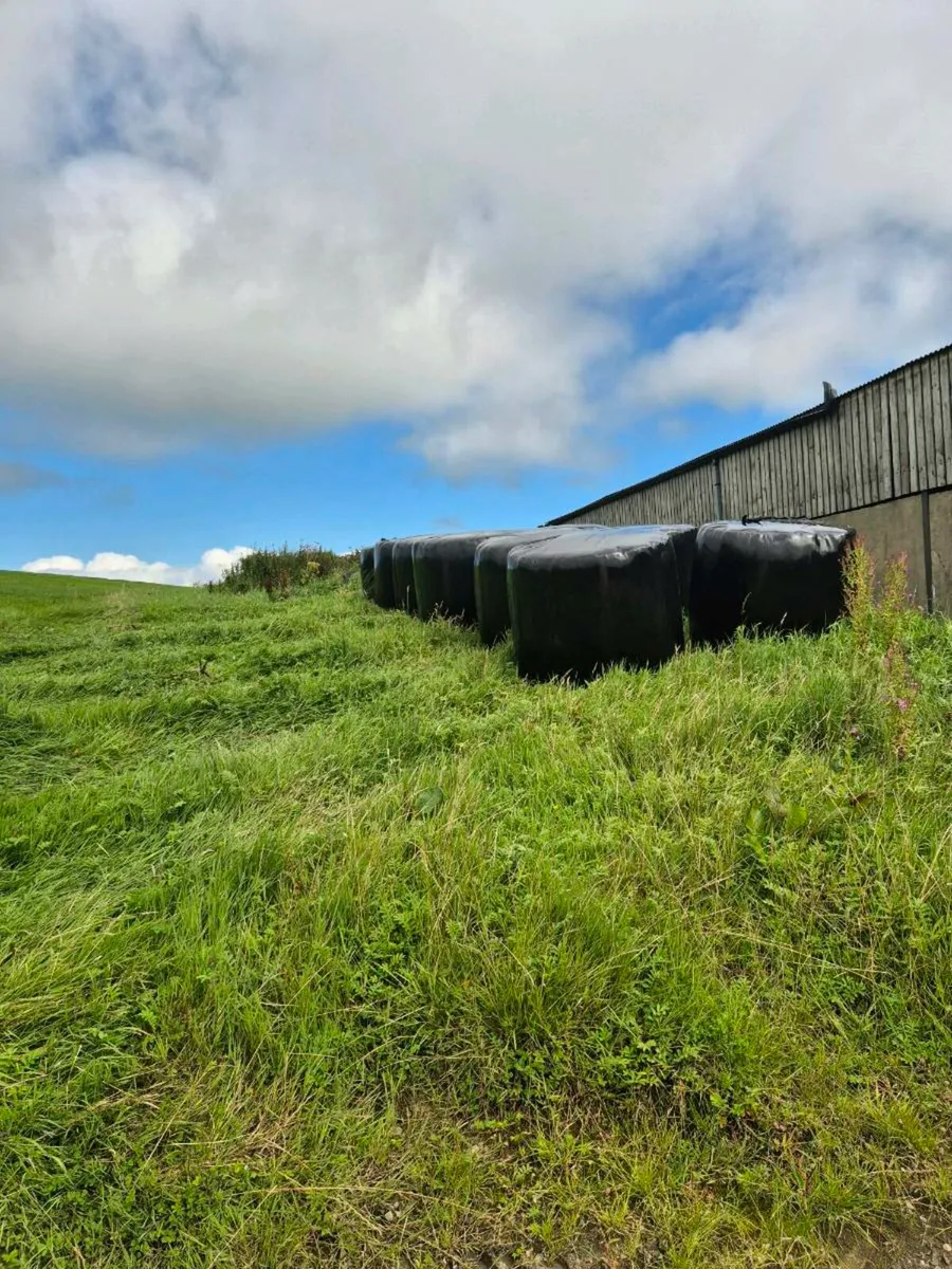 Haylage silage - Image 2