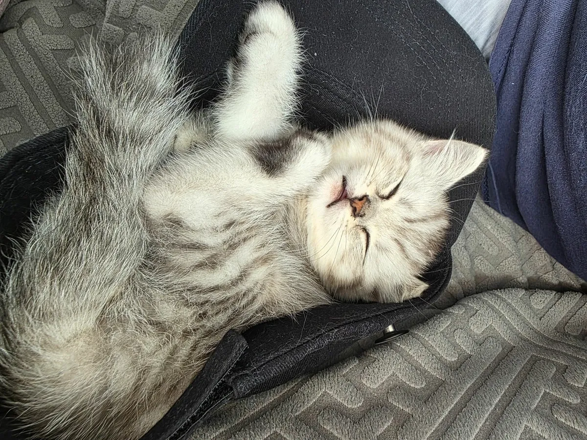 British long hair kitten - Image 3