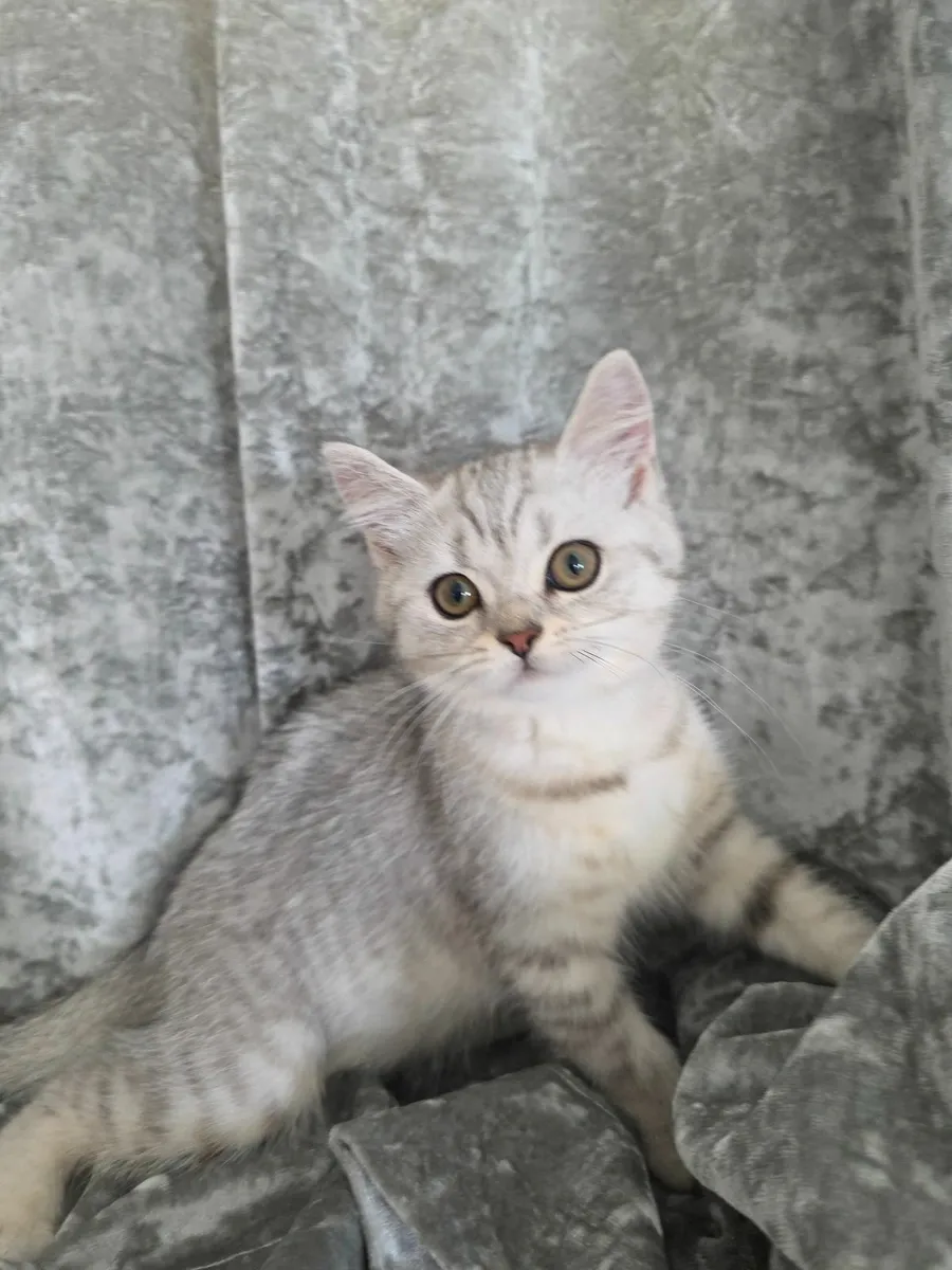 British long hair kitten - Image 4