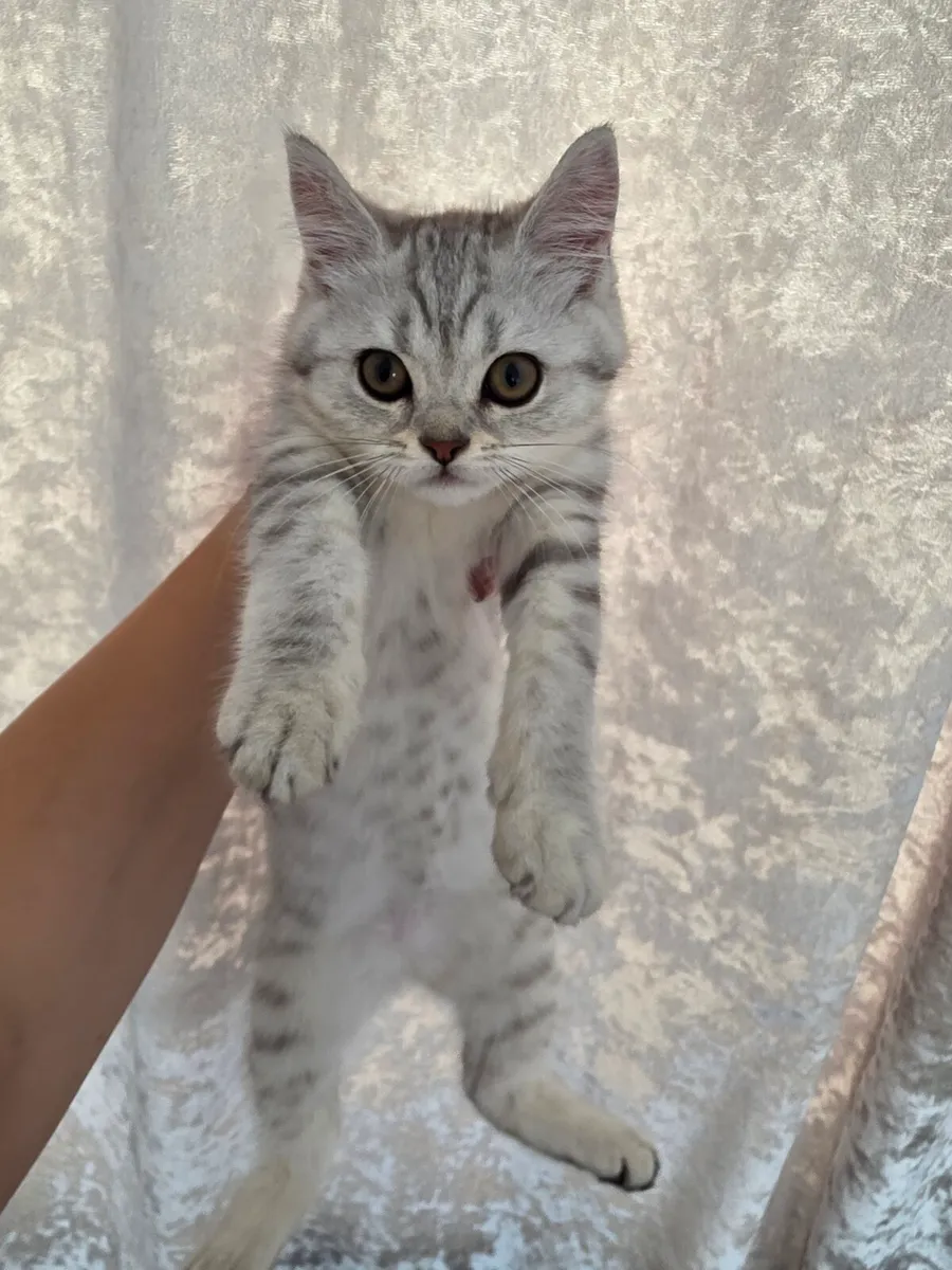 British long hair kitten - Image 2