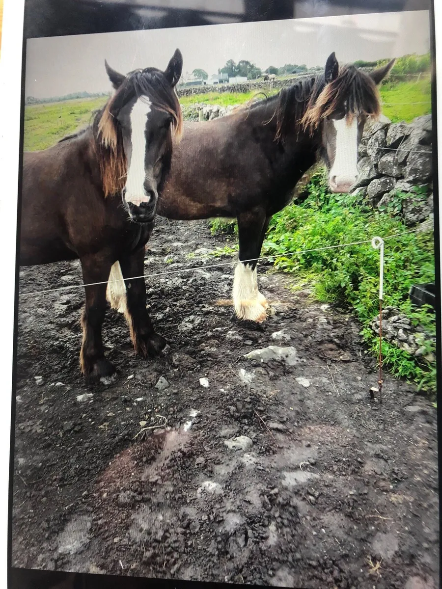Cobs yearlings fillies - Image 2