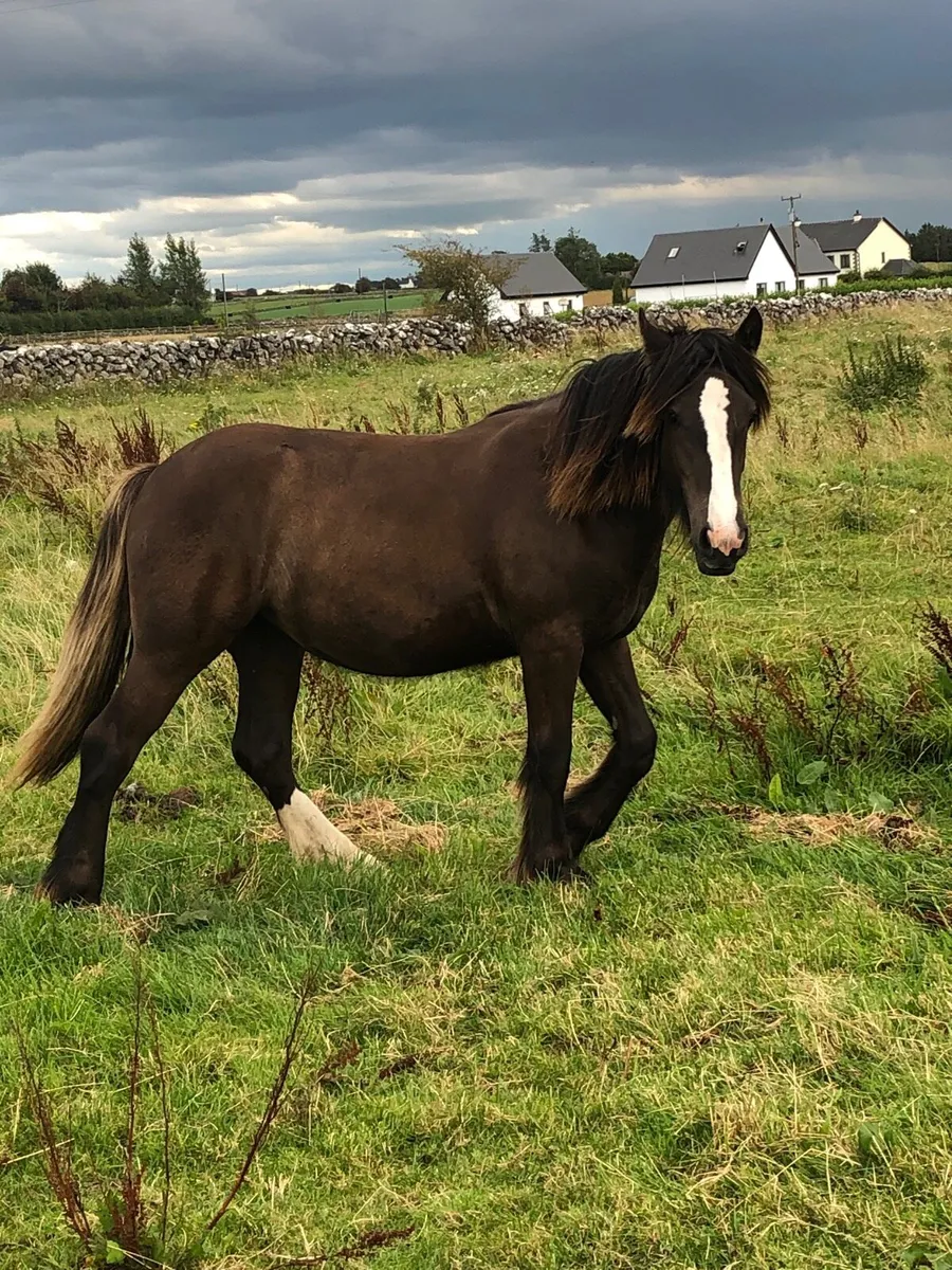 Cob yearling filly - Image 4