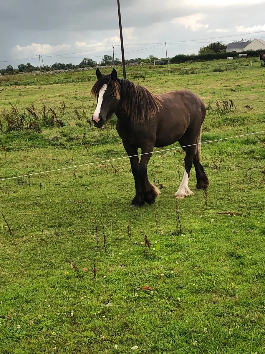 Cob yearling filly - Image 1