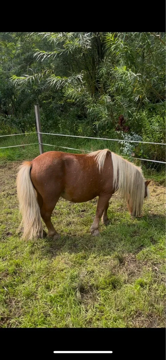 Miniature stallion - Image 1