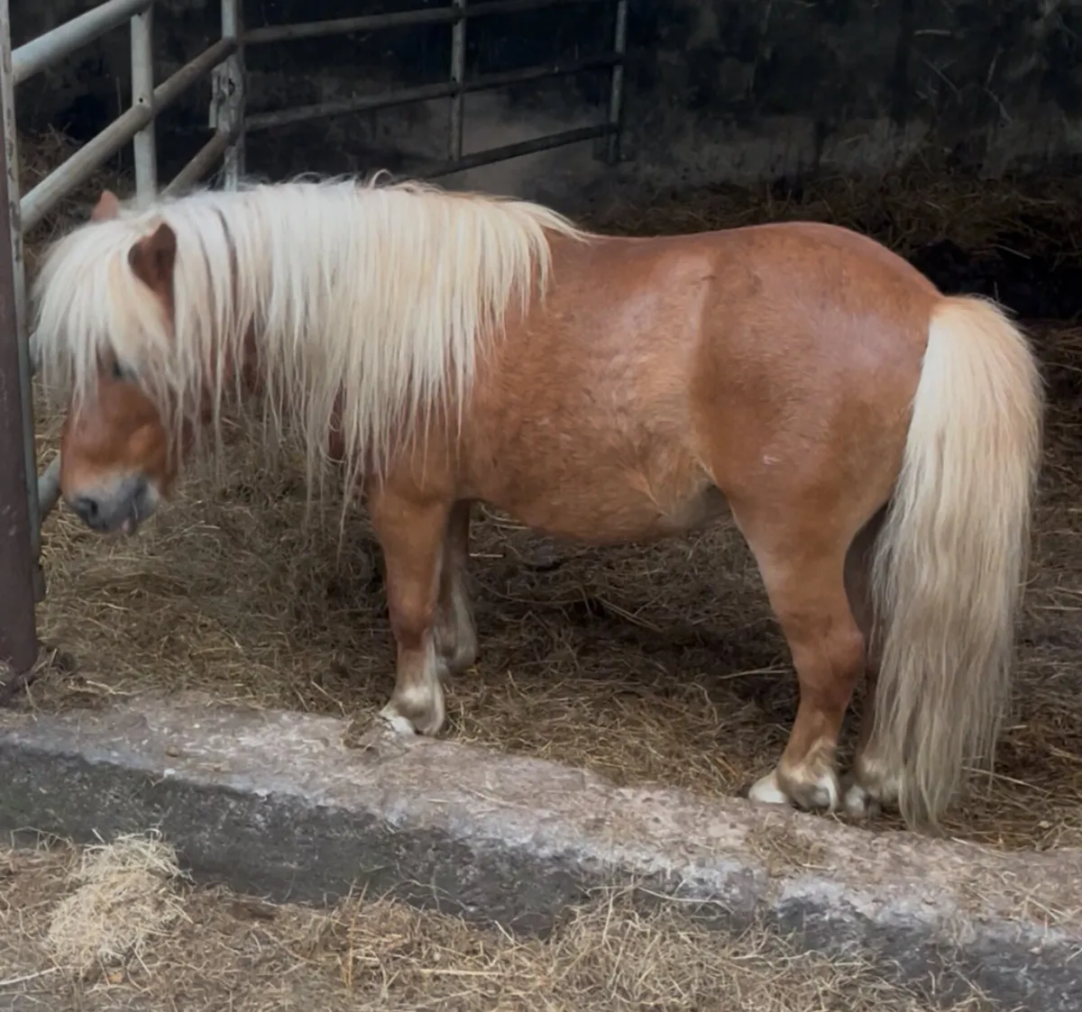 Miniature stallion - Image 2