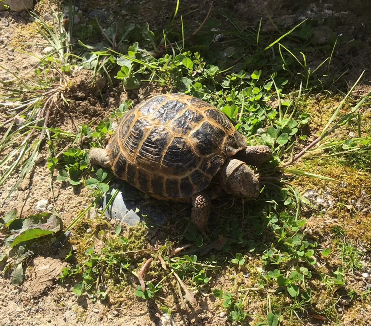 Horsefield Tortoise 6 years old - Image 1