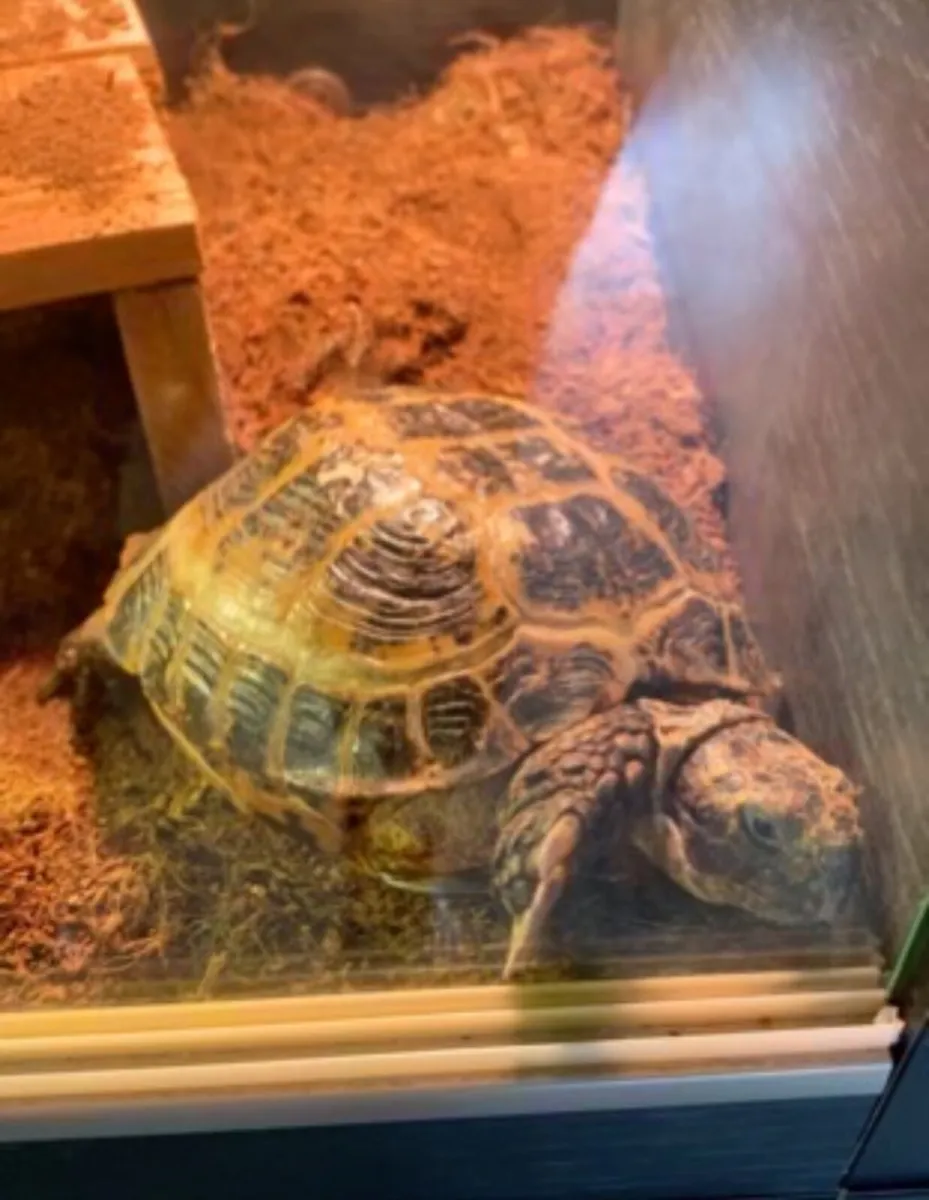 Horsefield Tortoise 6 years old - Image 2