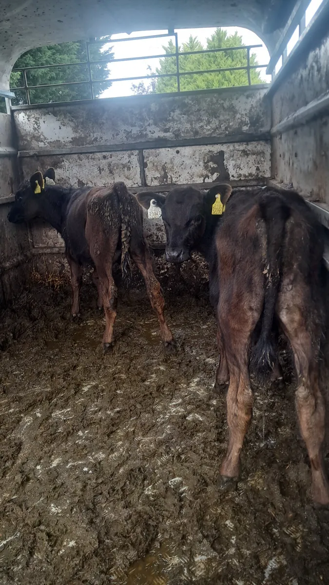 Reared angus calves - Image 1