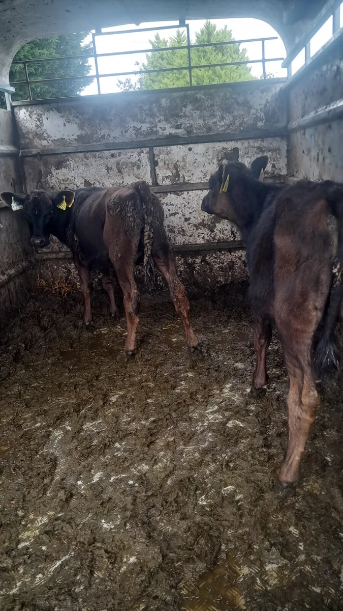 Reared angus calves - Image 2