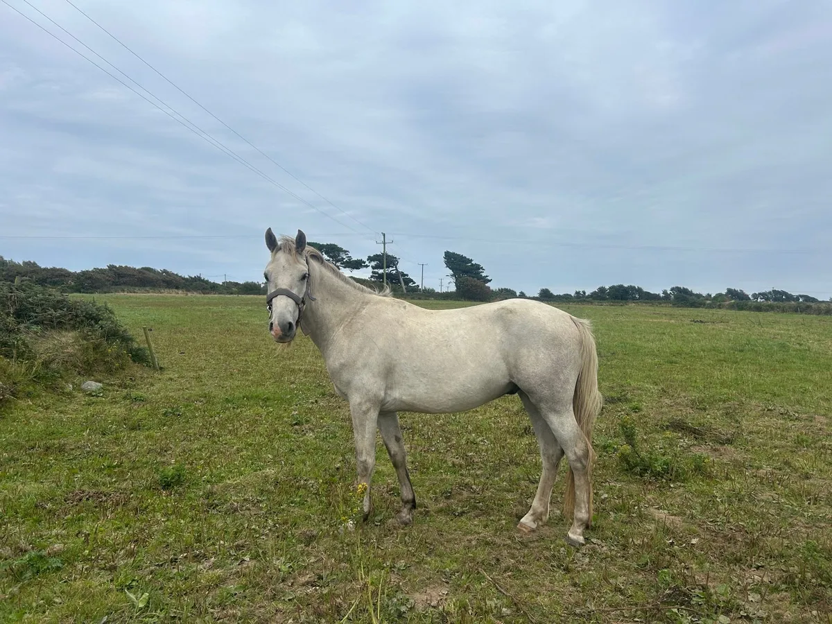 3yr old Connemara - Image 1