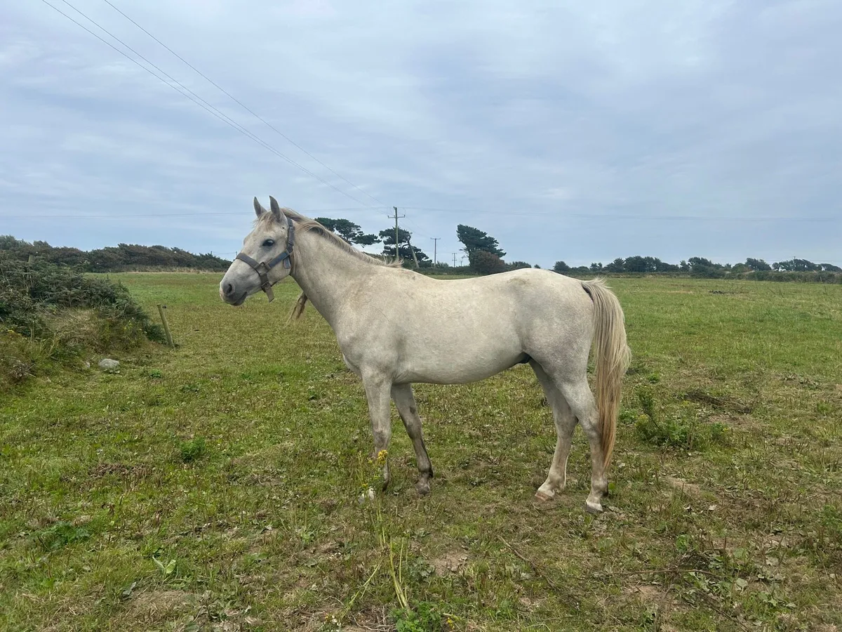 3yr old Connemara - Image 2