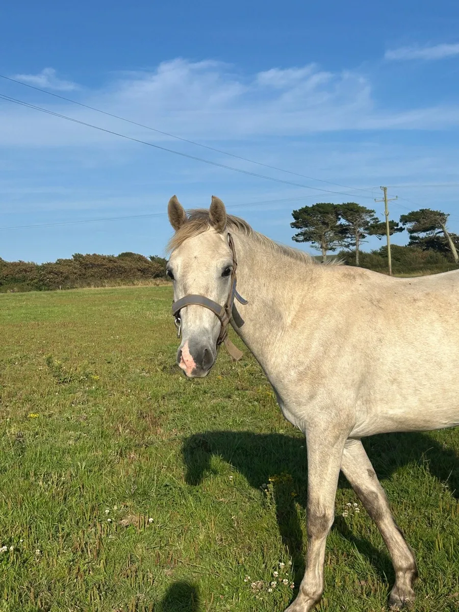 3yr old Connemara - Image 3