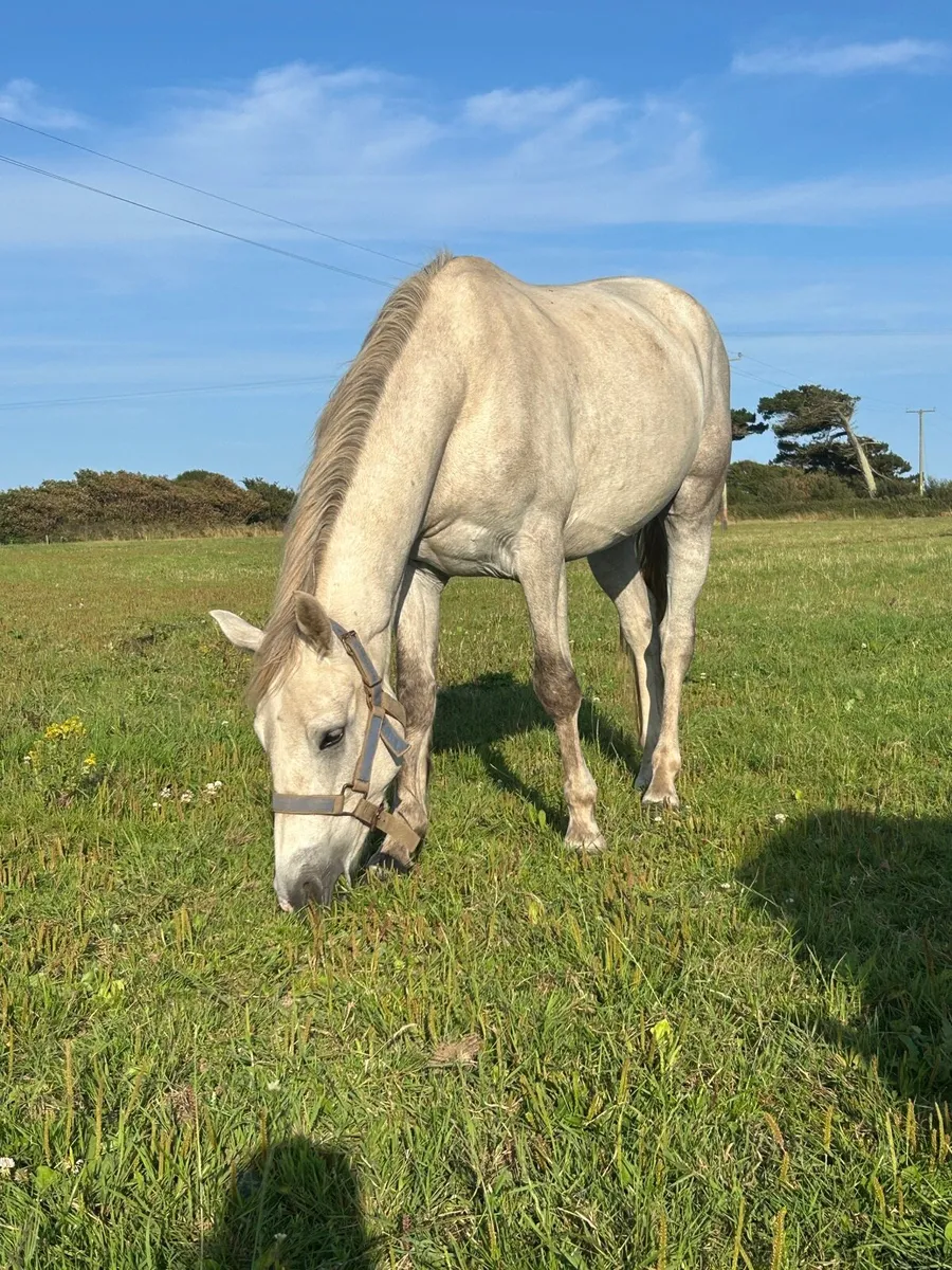 3yr old Connemara - Image 4