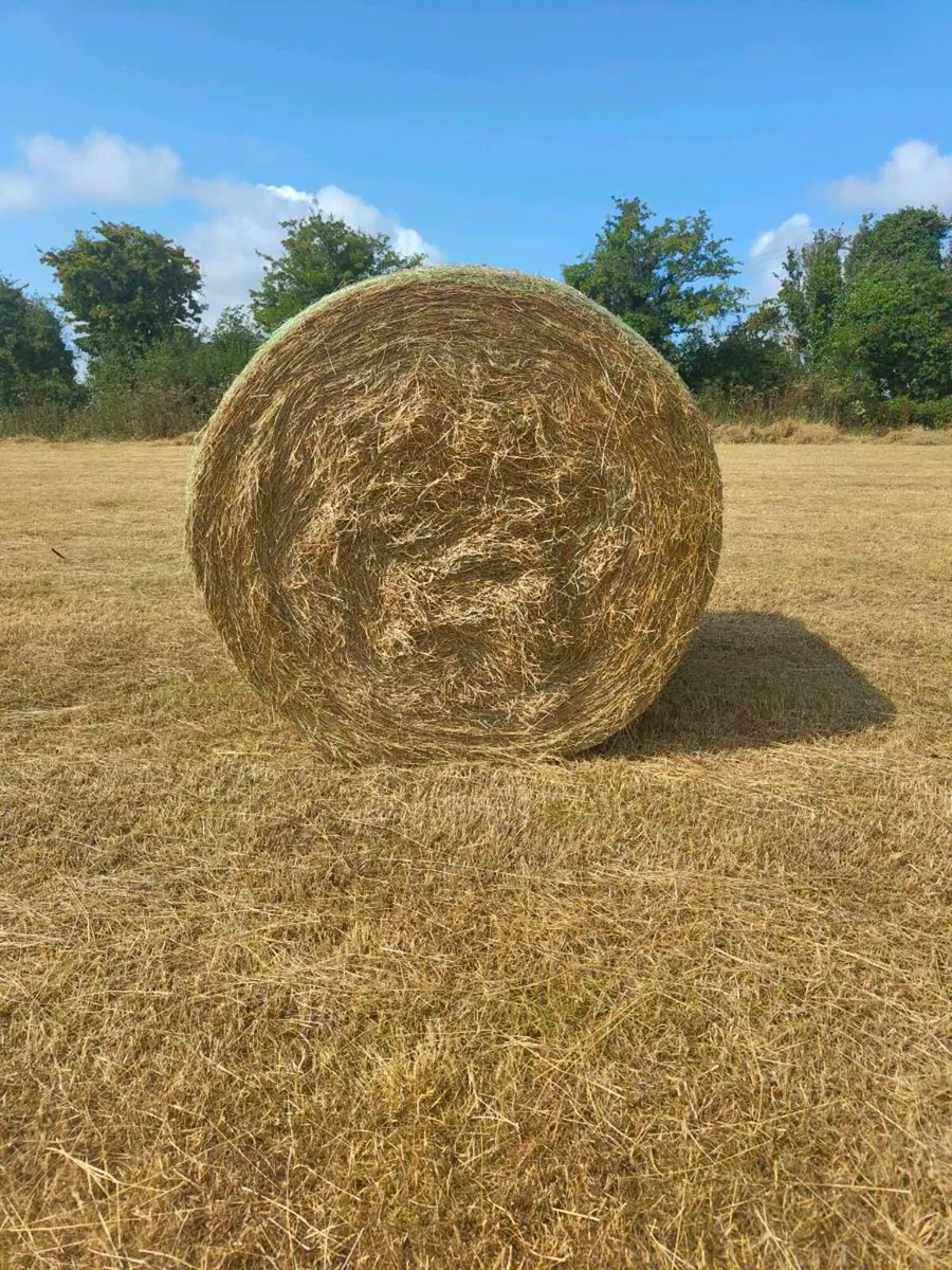 2025 Hay - Image 1