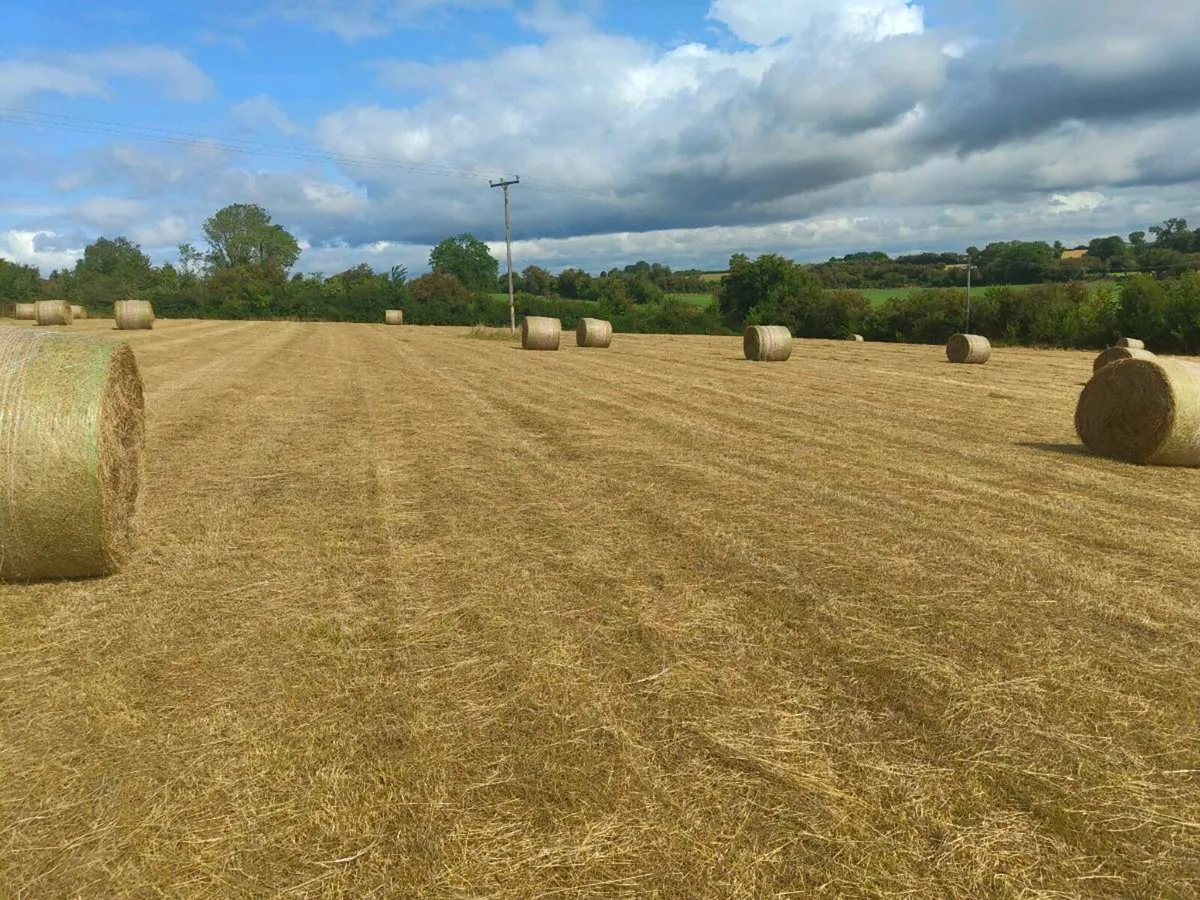 2025 Hay - Image 2