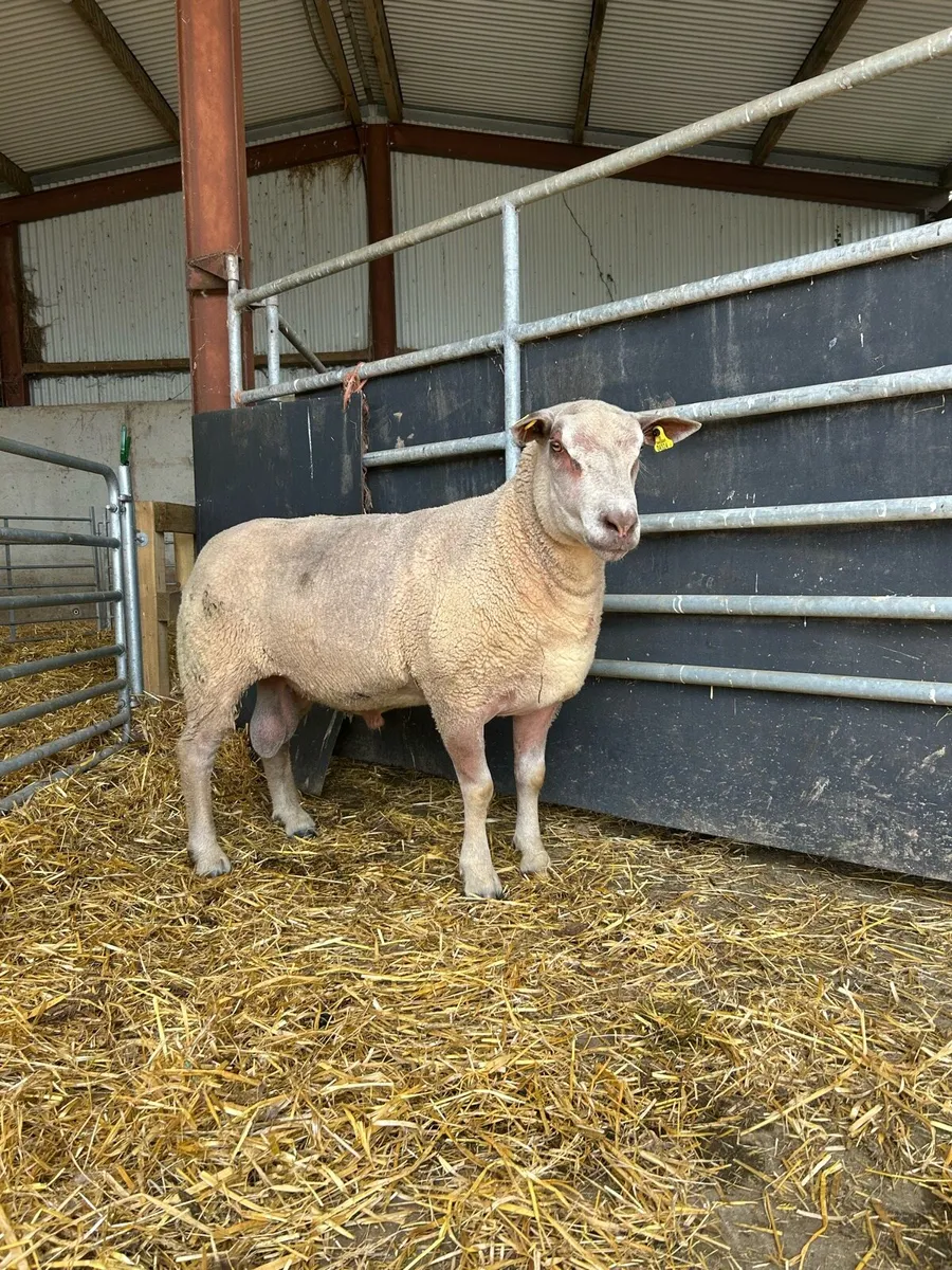 Charolais hogget ram - Image 1