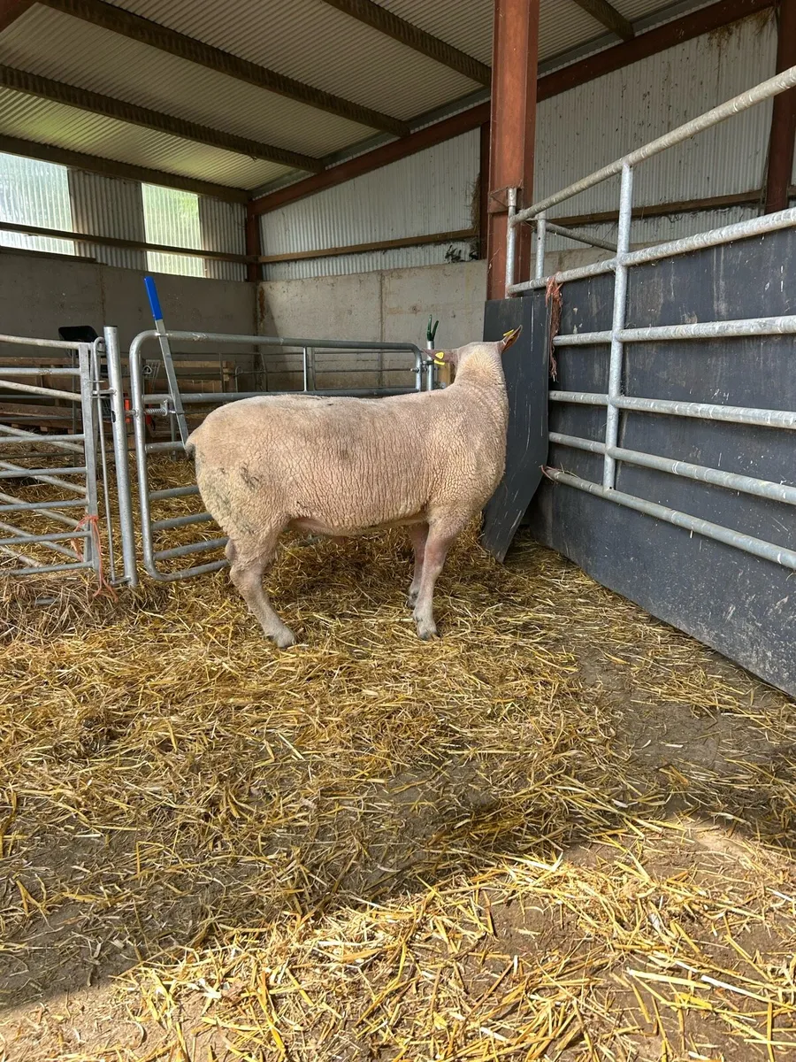 Charolais hogget ram - Image 2