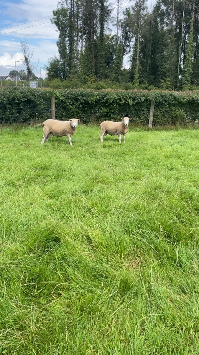 Texel ram - Image 1